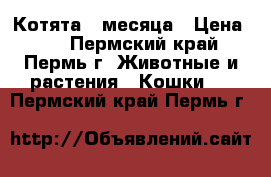 Котята 2 месяца › Цена ­ 0 - Пермский край, Пермь г. Животные и растения » Кошки   . Пермский край,Пермь г.